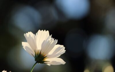 2022: A Kindness Reminder
